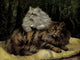 The Book of the Cat 1903 Persian Cats Poster Print