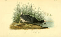 Birds of America 1844 American Coot Poster Print by J.J. Audubon