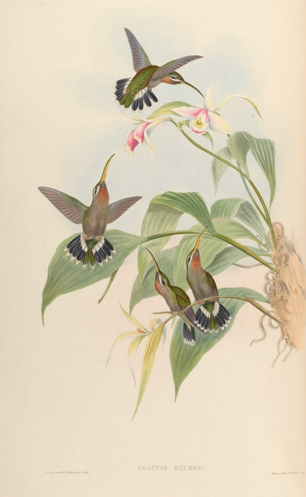 Trochilidae 1861 Glaucis Ruckeri art print by John Gould showcasing a vibrant hummingbird.