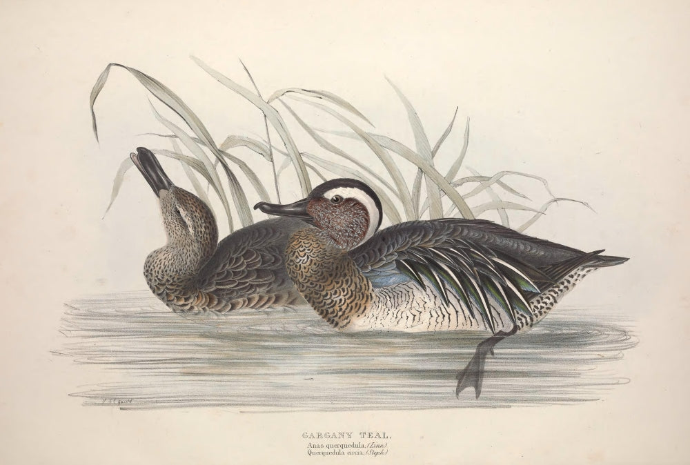 Gargany Teal Poster Print from Birds of Europe 1837 by J & E Gould.