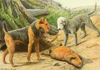 Book of Dogs 1919 Airedale & Redlington Terrier Poster Print by L.A. Fuertes