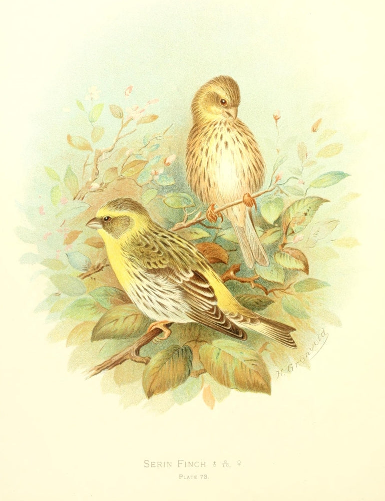 Birds of Britain & Ireland 1907 Finch, Serin Poster Print by Henrik Grønvold