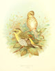 Birds of Britain & Ireland 1907 Finch, Serin Poster Print by Henrik Grønvold