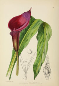 The Flowering Plants of Africa - Richardia Rehmanni Poster Print by K.A. Lansdell