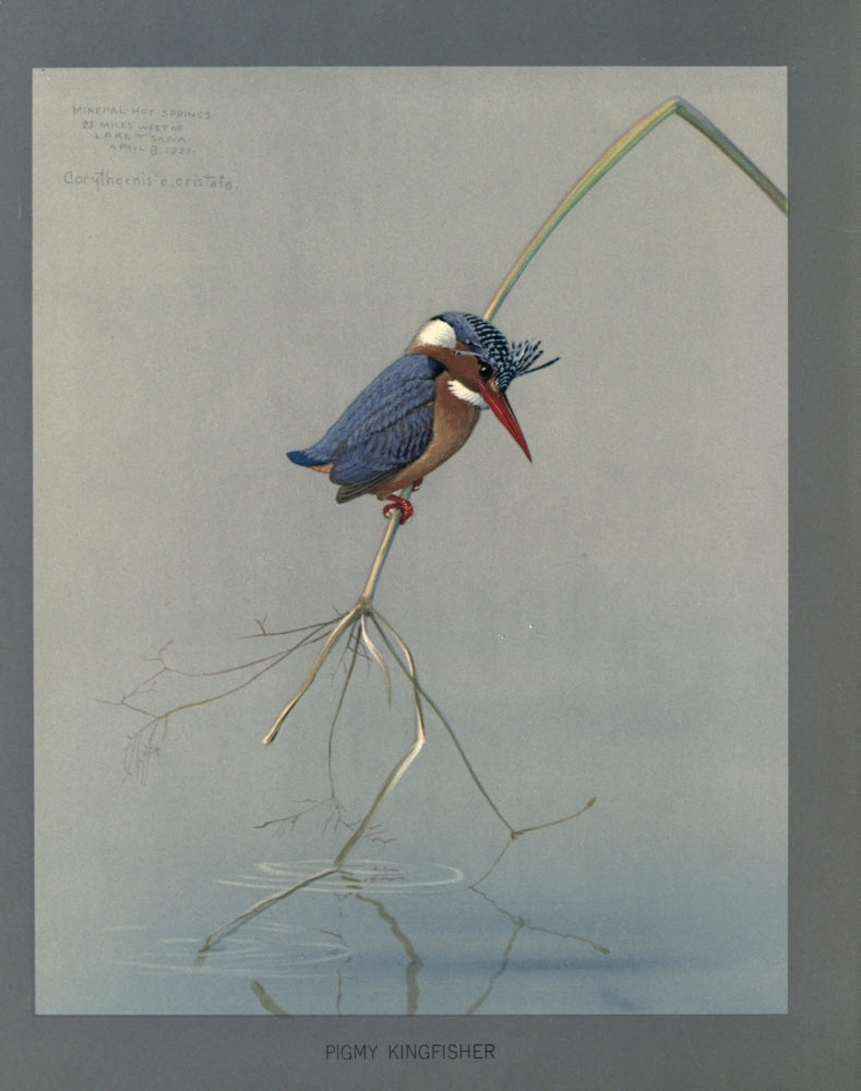 Abyssinian Pigmy Kingfisher Poster Print by L.A. Fuertes showcasing vibrant colors and intricate details.