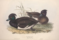 Birds of Europe 1837 Tufted Duck Poster Print by J & E Gould