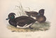 Birds of Europe 1837 Tufted Duck Poster Print by J & E Gould