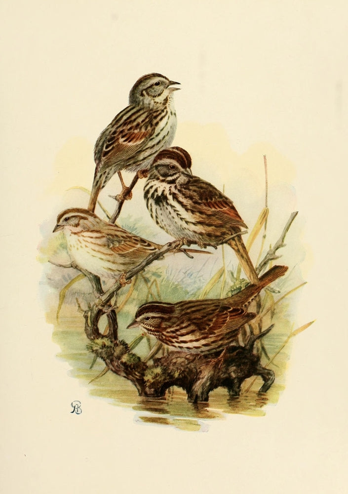 Birds of California 1923 Song Sparrows Poster Print showcasing vibrant sparrows in their natural habitat.