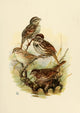 Birds of California 1923 Song Sparrows Poster Print showcasing vibrant sparrows in their natural habitat.