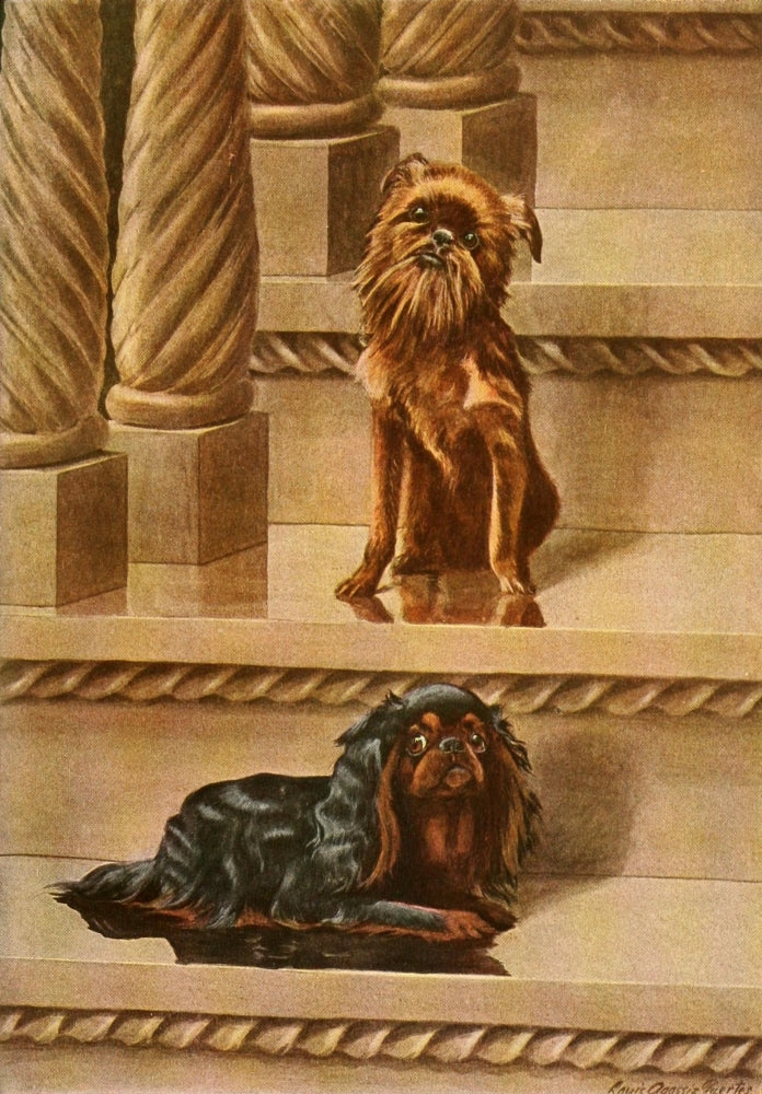 Book of Dogs 1919 King Charles Spaniel & Brussels Griffon Poster Print by L.A. Fuertes