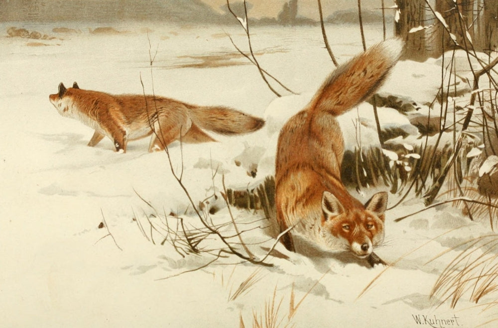 Common Fox Poster Print by Friedrich Wilhelm Kuhnert from Royal Natural History 1893-1896.