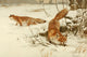 Common Fox Poster Print by Friedrich Wilhelm Kuhnert from Royal Natural History 1893-1896.