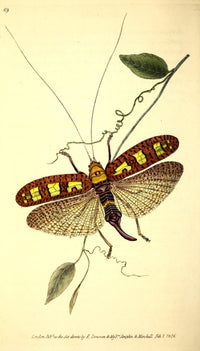 Naturalist's Repository 1824 Donovan's Locust Poster Print showcasing intricate details of a locust.