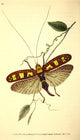 Naturalist's Repository 1824 Donovan's Locust Poster Print showcasing intricate details of a locust.