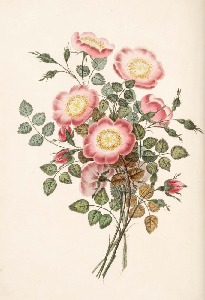 Groups of Flowers 1817 Dog Rose art print by George Brookshaw.