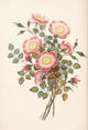 Groups of Flowers 1817 Dog Rose art print by George Brookshaw.