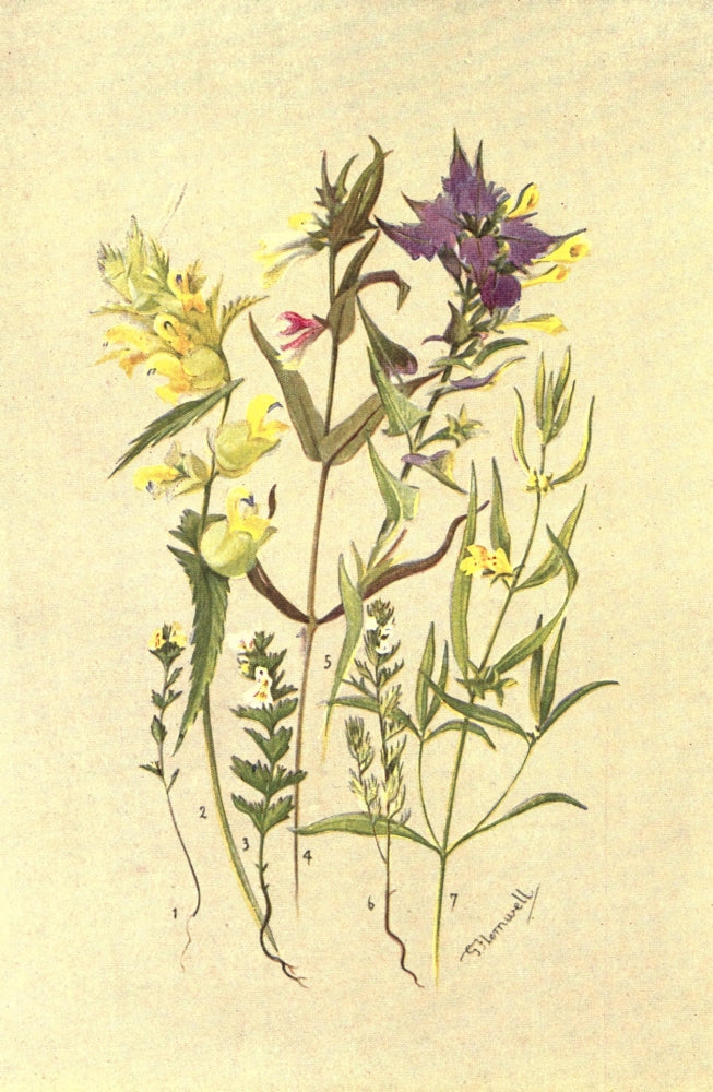 Sub-Alpine Plants Poster Print by George J. Flemwell featuring vibrant flora from 1912.