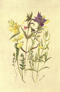 Sub-Alpine Plants Poster Print by George J. Flemwell featuring vibrant flora from 1912.