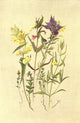 Sub-Alpine Plants Poster Print by George J. Flemwell featuring vibrant flora from 1912.