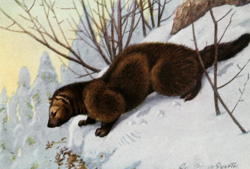Burgess Animal Book for Children 1920 Poster Print by L.A. Fuertes