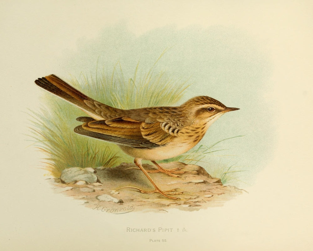 Birds of Britain & Ireland 1907 Pipit poster print by Henrik Grønvold
