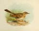 Birds of Britain & Ireland 1907 Pipit poster print by Henrik Grønvold
