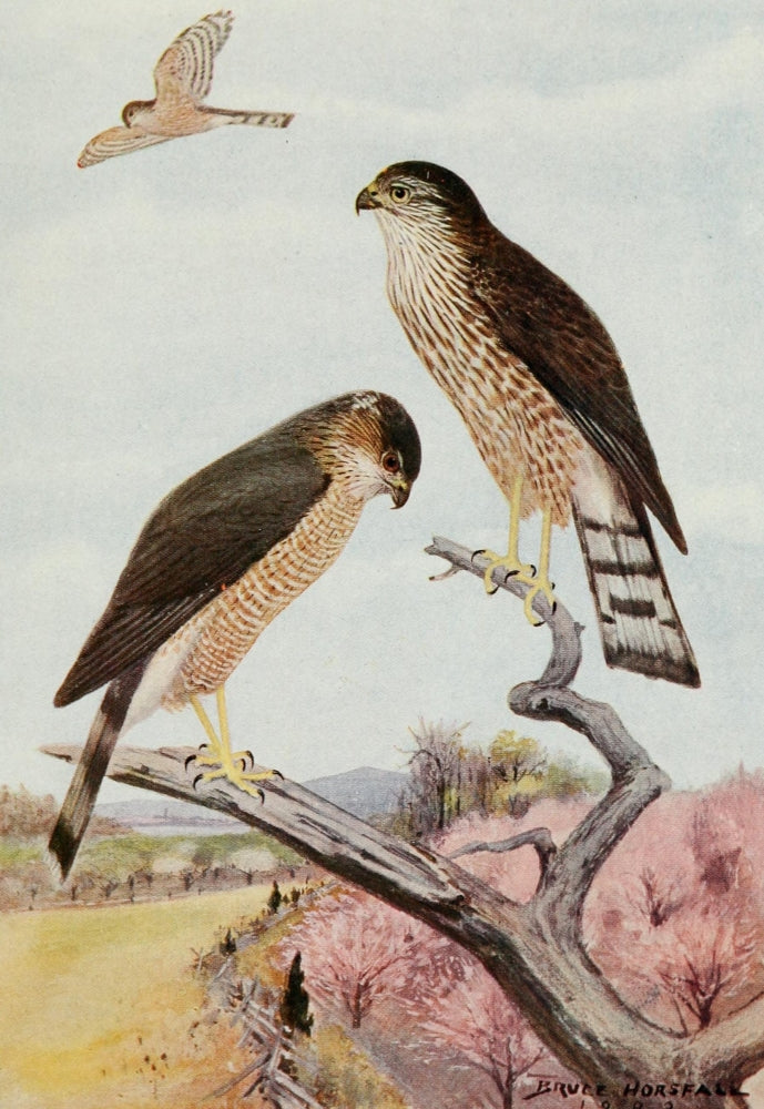 Bird-Lore 1922 Sharp-shinned Hawk Poster Print by R.B. Horsfall