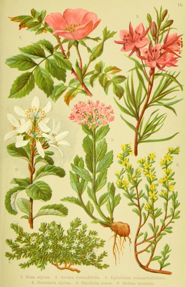 Alpen-Flora für Touristen 1904 Poster Print by Hermann Friese showcasing vibrant alpine plants.