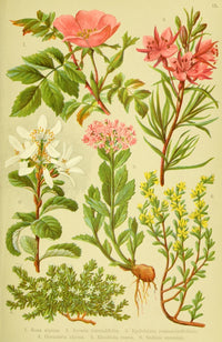 Alpen-Flora für Touristen 1904 Poster Print by Hermann Friese showcasing vibrant alpine plants.