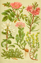 Alpen-Flora für Touristen 1904 Poster Print by Hermann Friese showcasing vibrant alpine plants.
