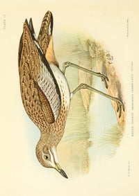 The Game-birds & Water-fowl of South Africa 1912 Water Dikkop Poster Print by Sergeant Charles G. Davis