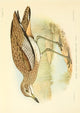 The Game-birds & Water-fowl of South Africa 1912 Water Dikkop Poster Print by Sergeant Charles G. Davis