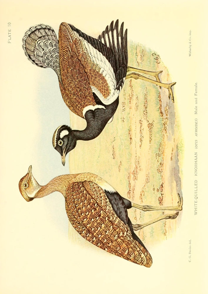 White-quilled Knorhaan poster print from The Game-birds & Water-fowl of South Africa series, showcasing detailed bird illustration.