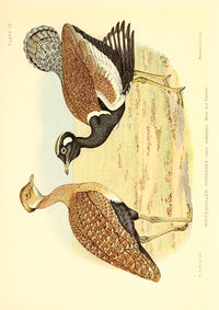 White-quilled Knorhaan poster print from The Game-birds & Water-fowl of South Africa series, showcasing detailed bird illustration.