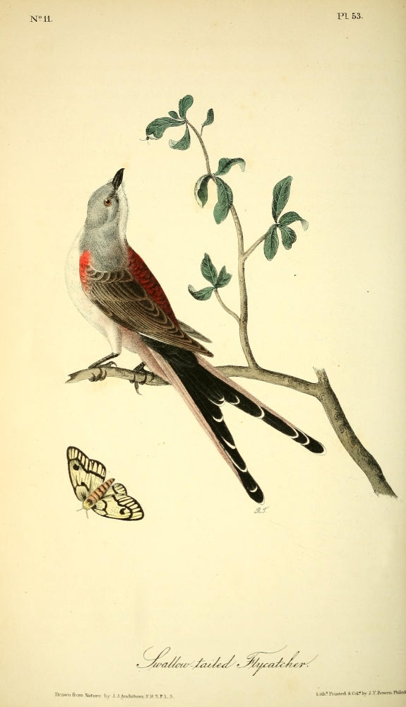 Swallow-tailed Flycatcher art print by J.J. Audubon, antique illustration