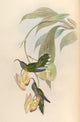Trochilidae Eutoxeres Aquila Poster Print by John Gould
