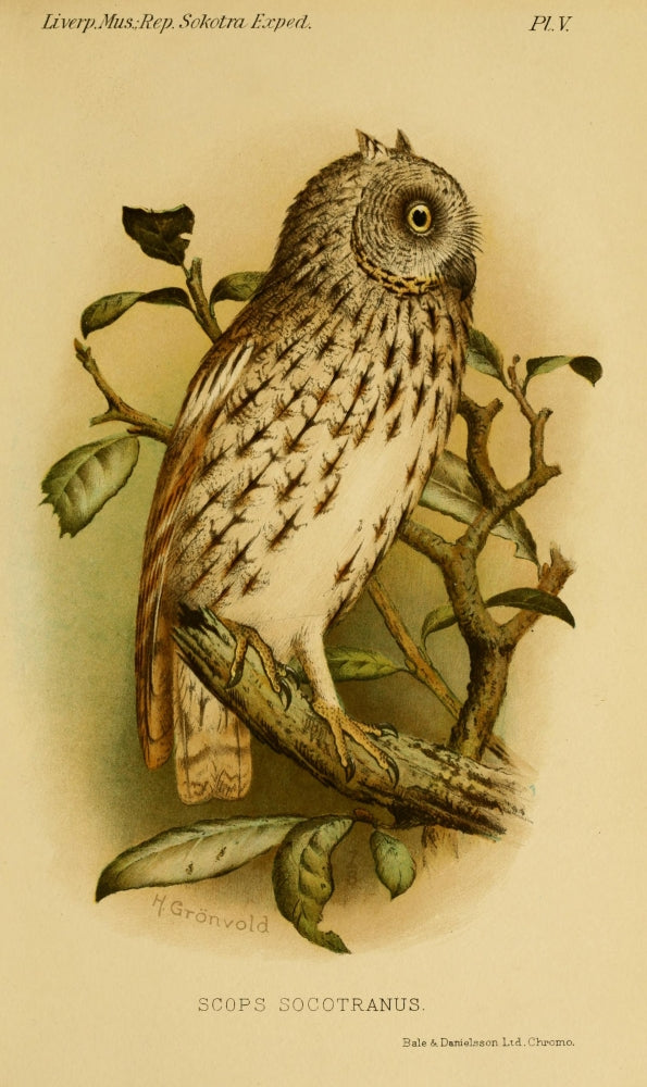 Natural History of Sokotra 1903 Scops Owl Poster Print by Henrik Grøvold