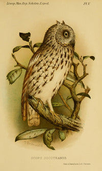 Natural History of Sokotra 1903 Scops Owl Poster Print by Henrik Grøvold