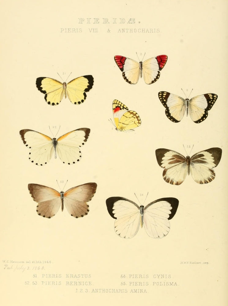 Exotic Butterflies 1866 Pieris 7 Poster Print by W. Chapman Hewitson
