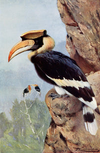 Wild Life of the World 1916 Pied Hornbill Poster Print by F.W. Kuhnert