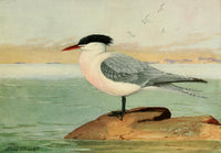 Birds of California 1923 Elegant Tern Poster Print featuring vibrant colors and intricate details