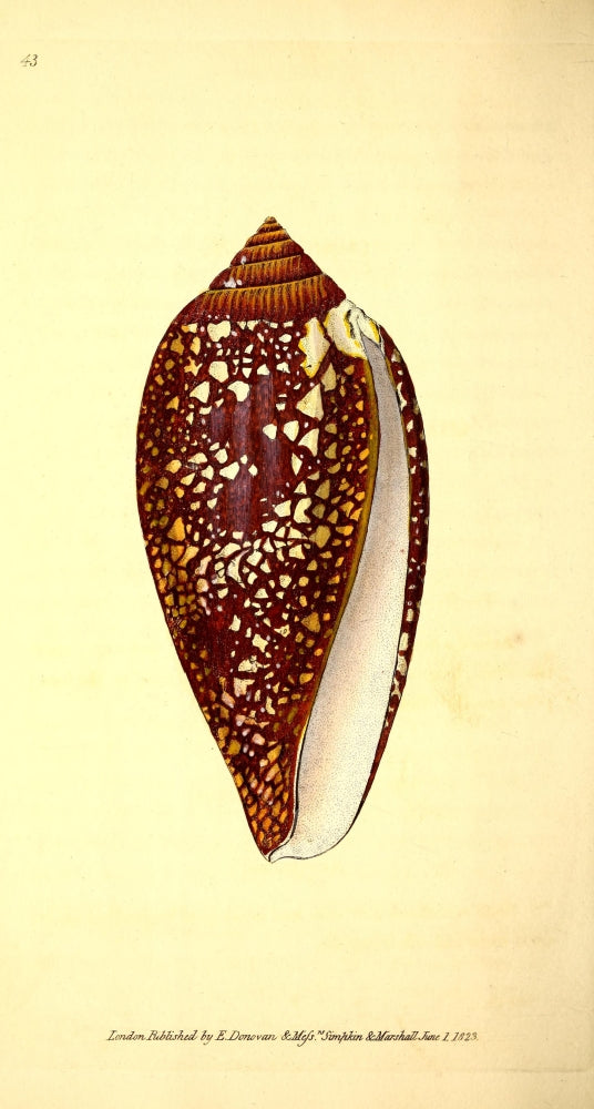 Naturalist's Repository 1824 Chain-spotted Brunette Cone Poster Print