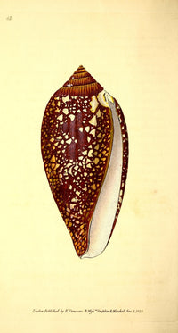 Naturalist's Repository 1824 Chain-spotted Brunette Cone Poster Print