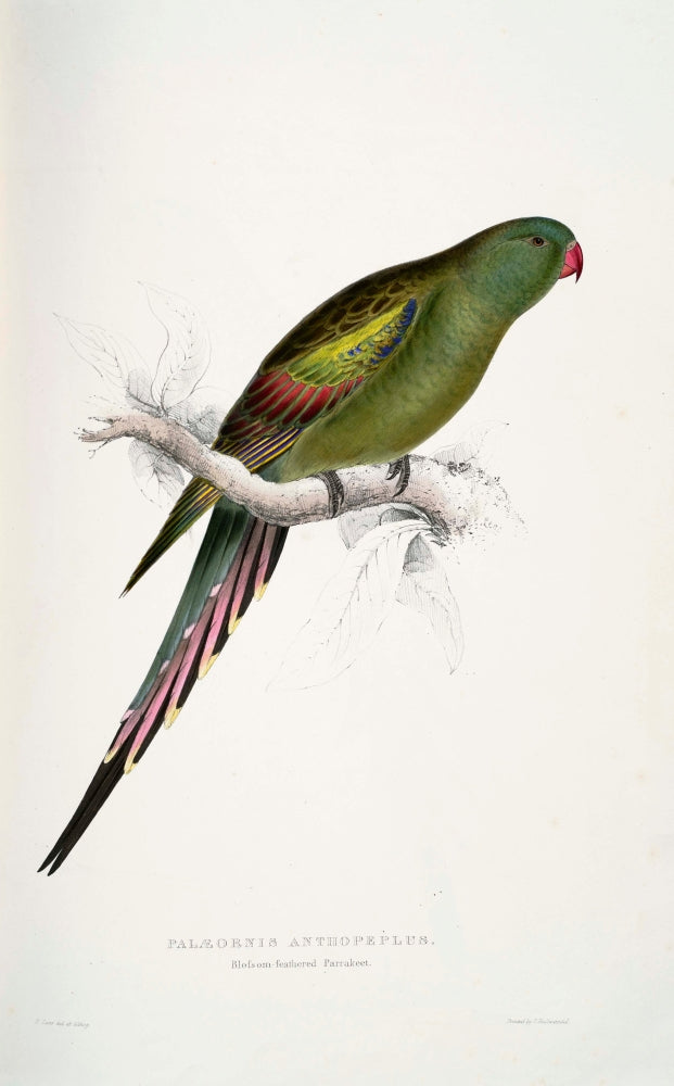Psittacidae Blossom-Feathered Parakeet Poster Print by Edward Lear