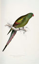 Psittacidae Blossom-Feathered Parakeet Poster Print by Edward Lear