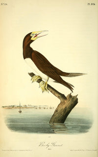 Birds of America 1844 Booby Gannet Poster Print by J.J. Audubon