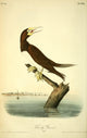 Birds of America 1844 Booby Gannet Poster Print by J.J. Audubon