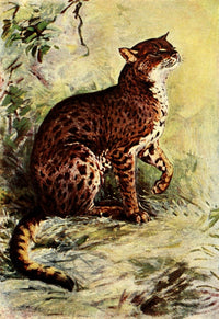 Liberia 1906 Golden Cat Poster Print by Sir Harry Johnston, vibrant animal art.