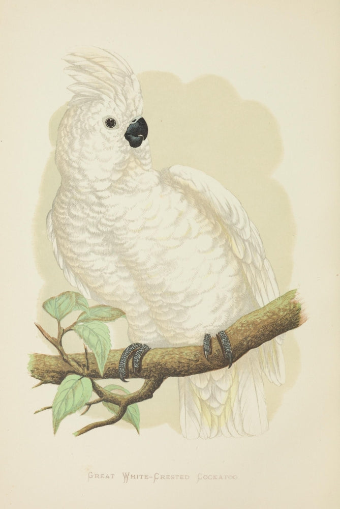 Parrots in Captivity White-Crested Cockatoo Poster Print by A.F. Lydon