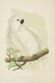 Parrots in Captivity White-Crested Cockatoo Poster Print by A.F. Lydon